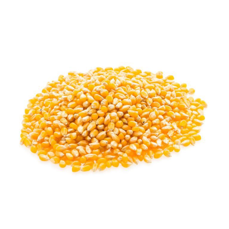maiz-amarillo