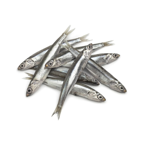 anchoa