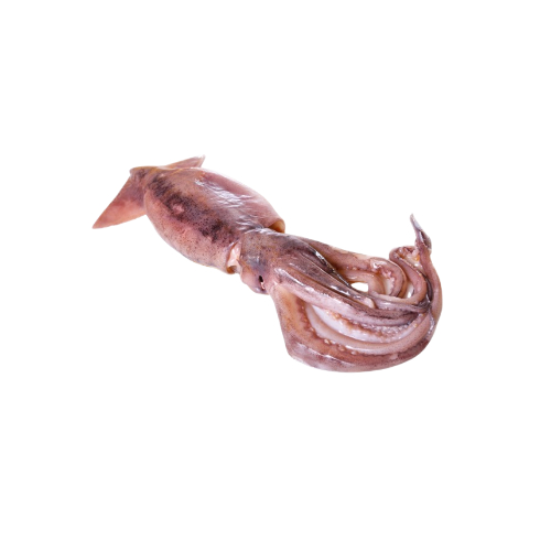 calamar