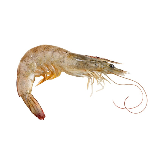 langostino
