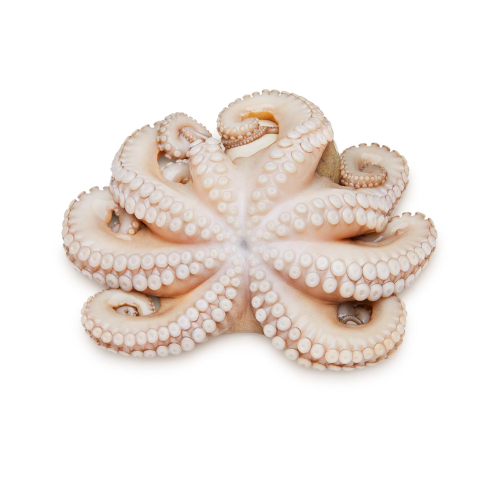 pulpo-mediano