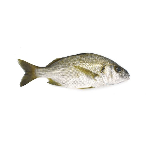 roncador