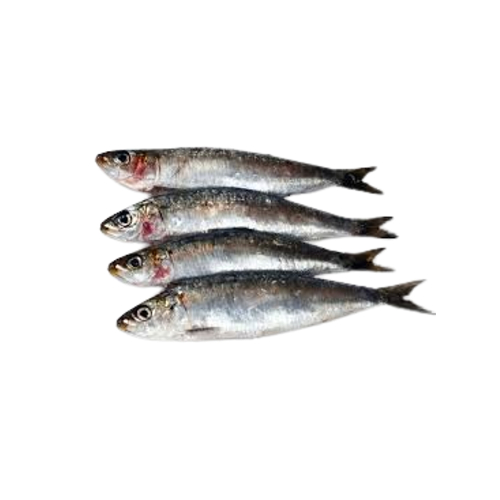 sardinas